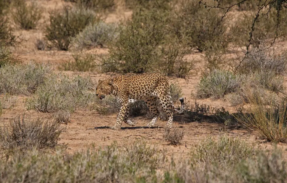 Südafrika_KgalagadiNP_146.jpg