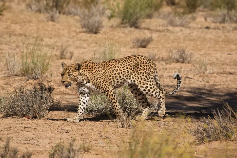 Südafrika_KgalagadiNP_148.jpg