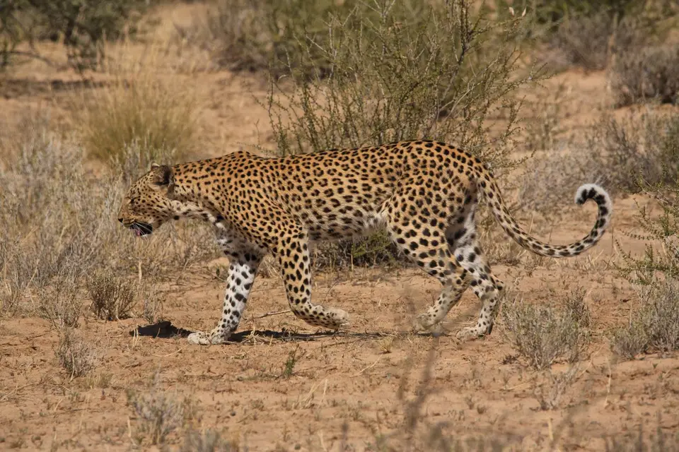 Südafrika_KgalagadiNP_152.jpg