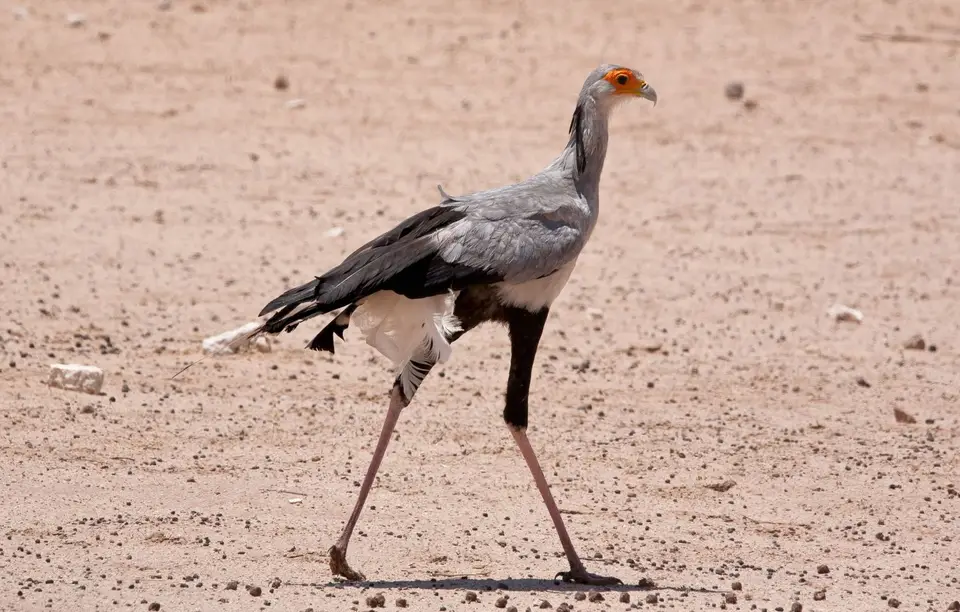 Südafrika_KgalagadiNP_315.jpg
