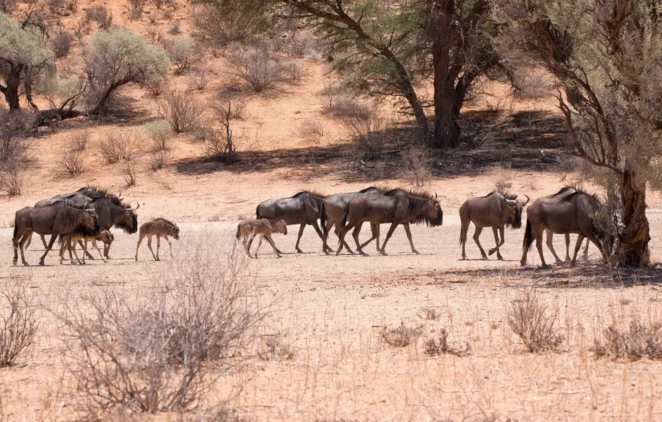 Südafrika_KgalagadiNP_360.jpg