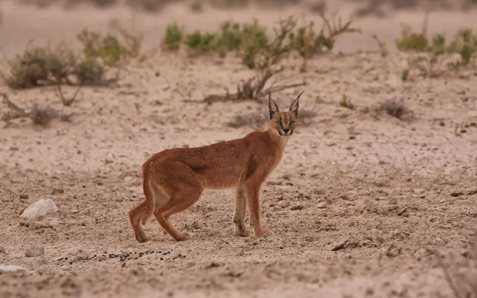 Südafrika_KgalagadiNP_429.jpg