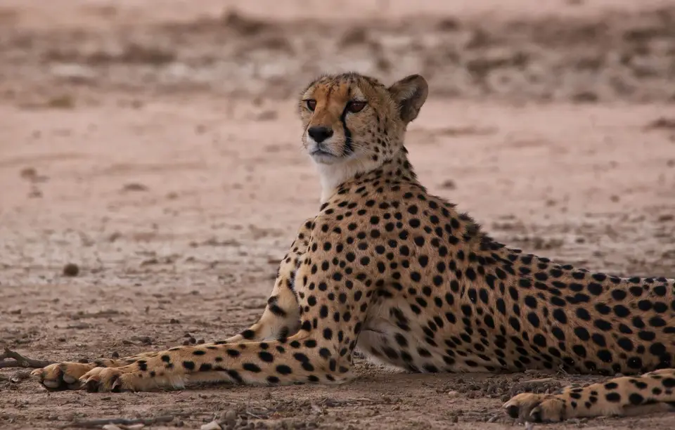 Südafrika_KgalagadiNP_446.jpg