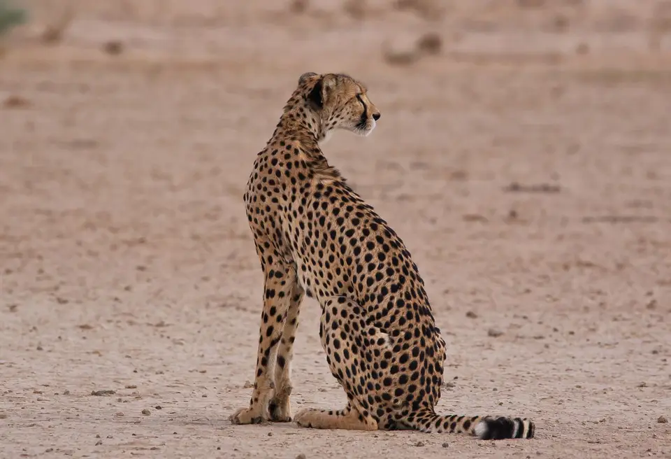 Südafrika_KgalagadiNP_449.jpg