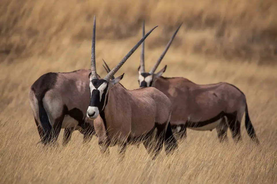 Südafrika_KgalagadiNP_497.jpg