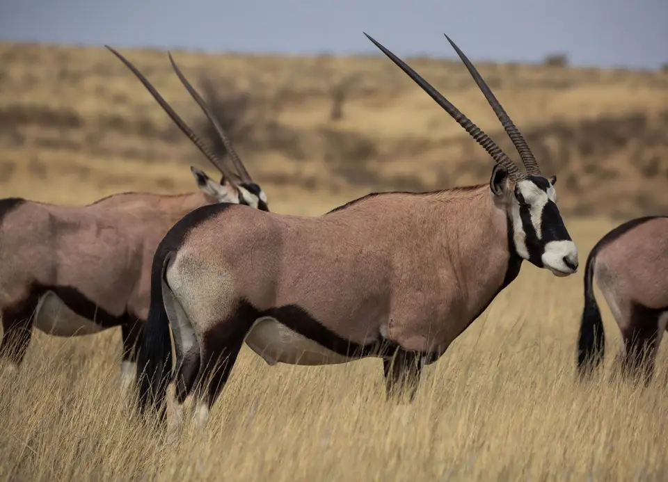 Südafrika_KgalagadiNP_498.jpg