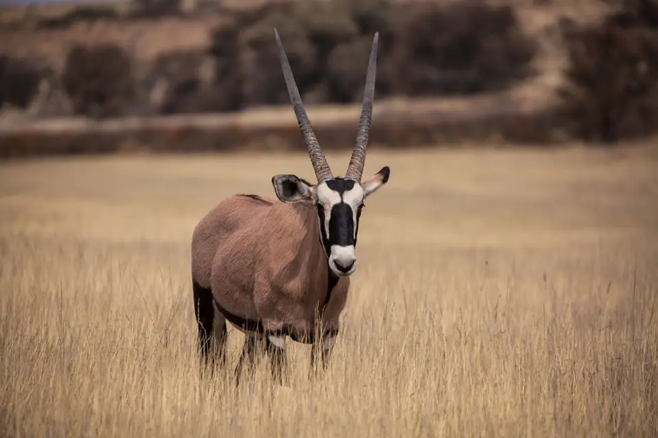 Südafrika_KgalagadiNP_501.jpg