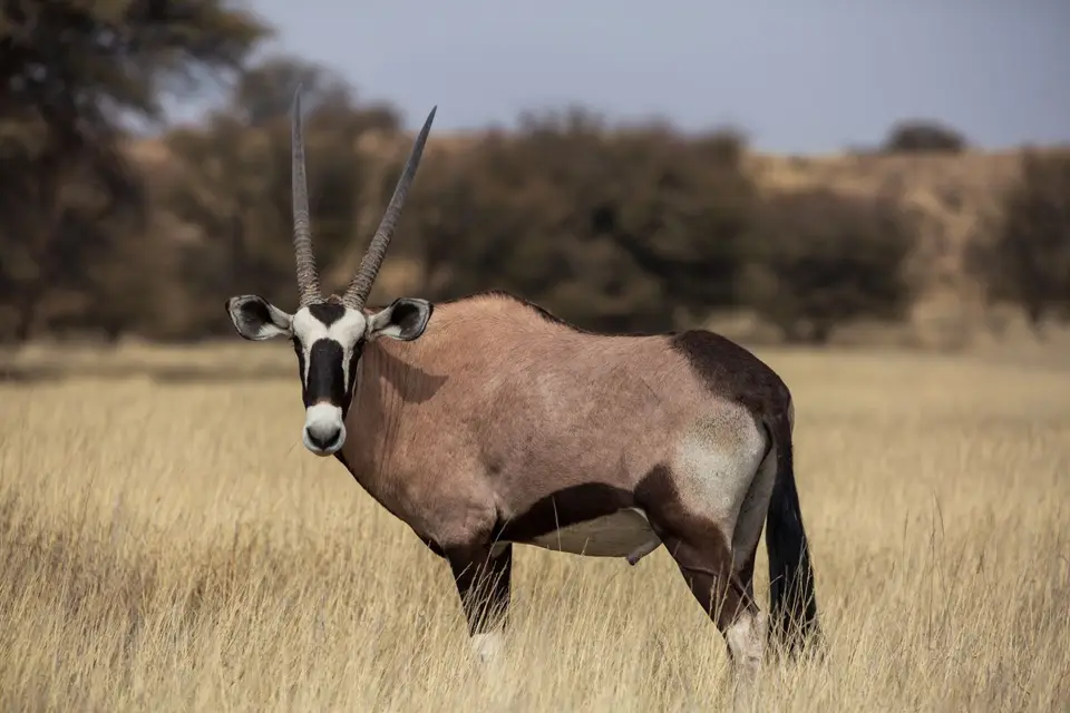 Südafrika_KgalagadiNP_502.jpg