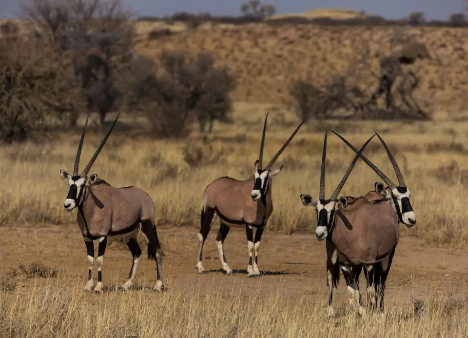 Südafrika_KgalagadiNP_514.jpg