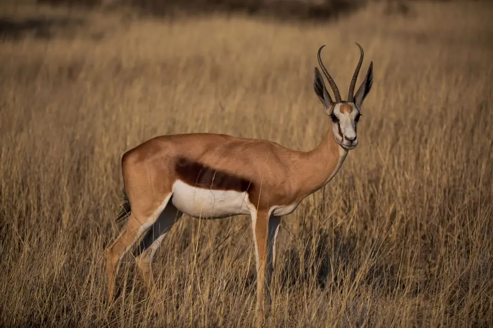Südafrika_KgalagadiNP_524.jpg