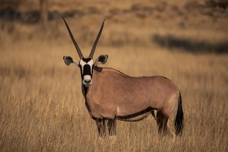 Südafrika_KgalagadiNP_540.jpg