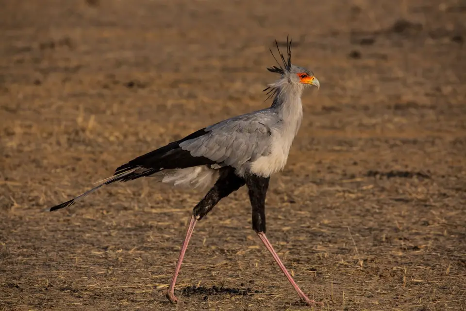 Südafrika_KgalagadiNP_582.jpg