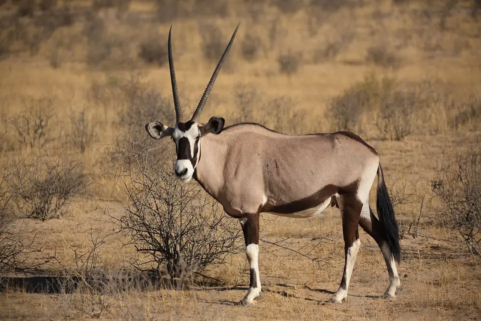 Südafrika_KgalagadiNP_810.jpg