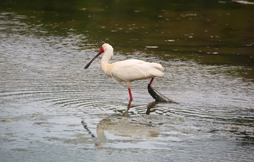 Südafrika_Knysna_059.jpg