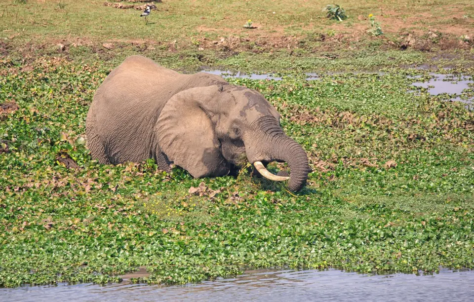 Südafrika_KrugerNP_0438.jpg