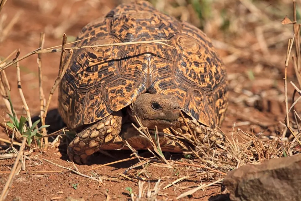 Südafrika_KrugerNP_0517.jpg