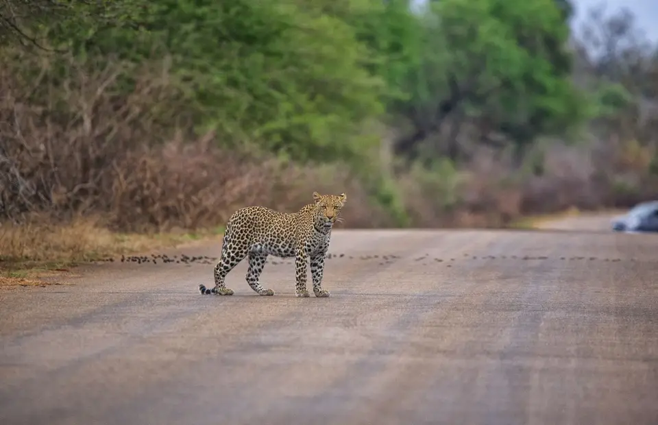 Südafrika_KrugerNP_0539.jpg