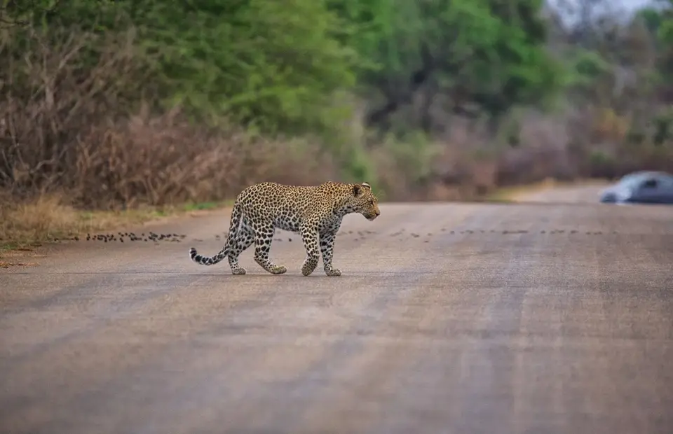 Südafrika_KrugerNP_0540.jpg