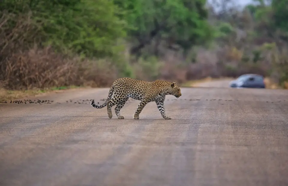 Südafrika_KrugerNP_0541.jpg