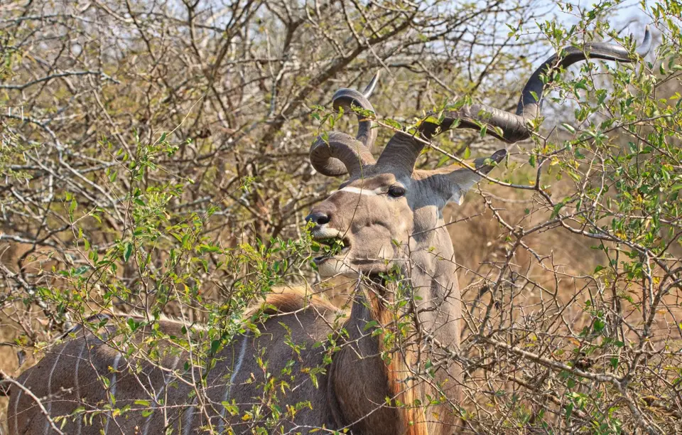 Südafrika_KrugerNP_0552.jpg