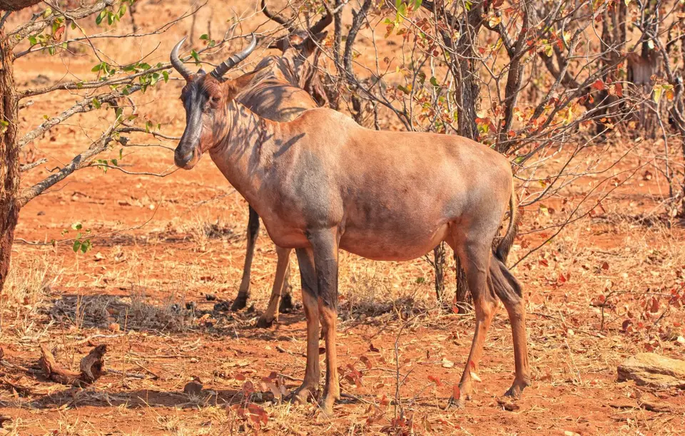 Südafrika_KrugerNP_0600.jpg