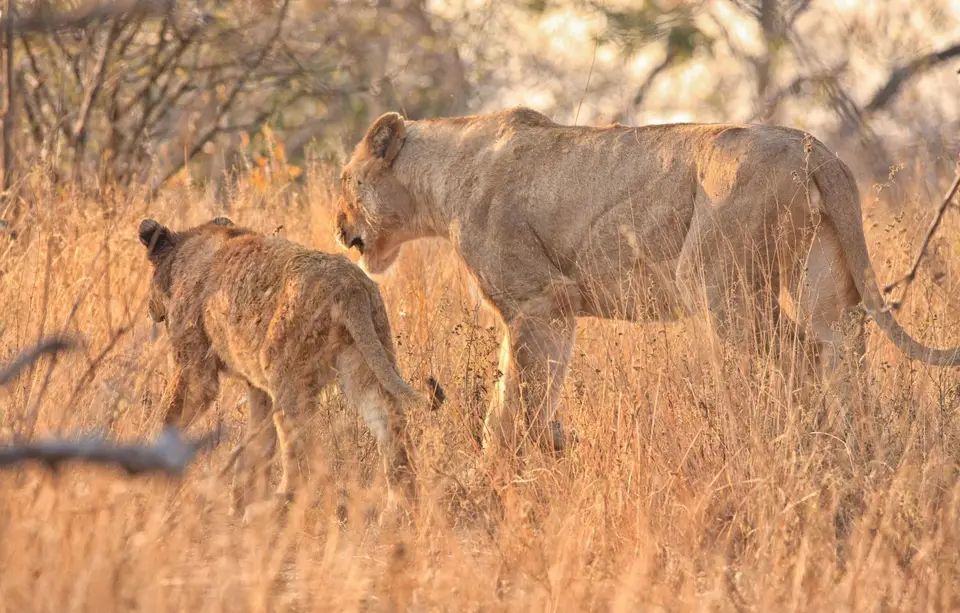 Südafrika_KrugerNP_0623.jpg
