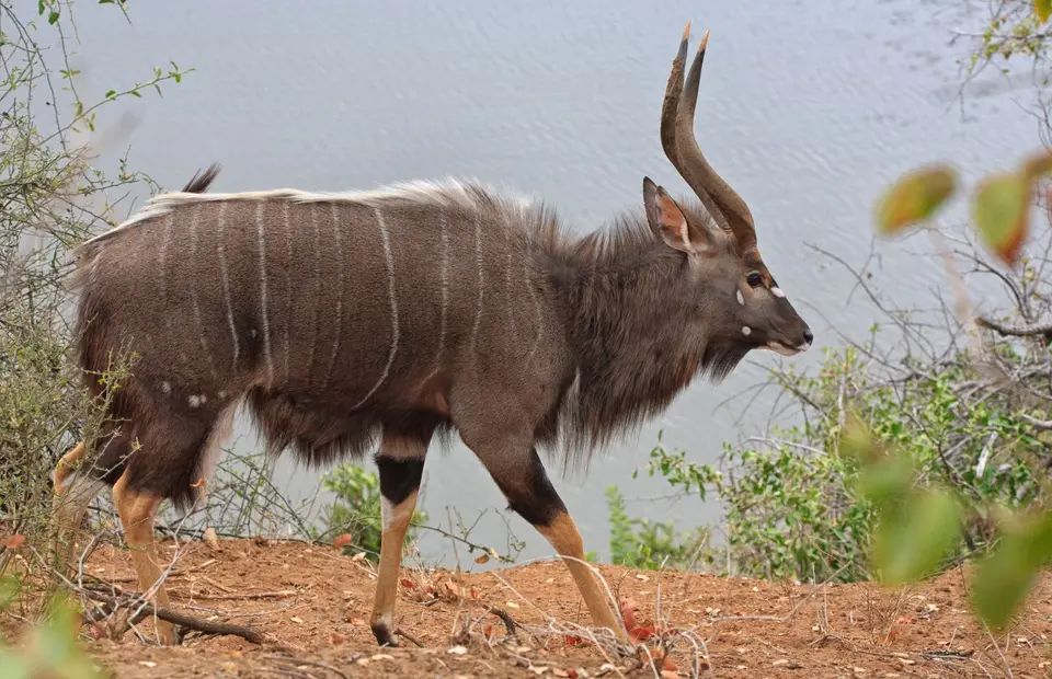 Südafrika_KrugerNP_0636.jpg