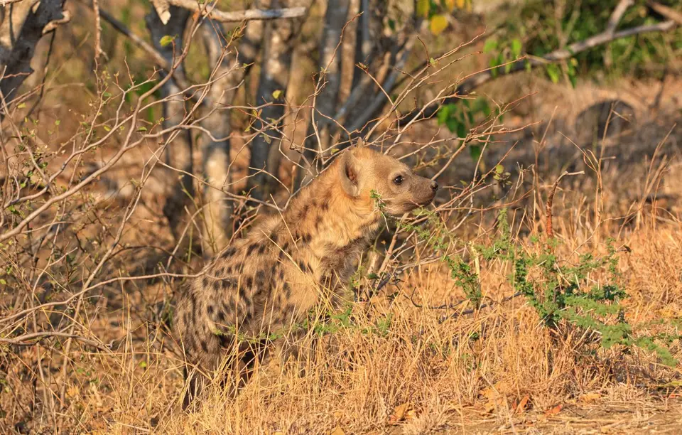 Südafrika_KrugerNP_0673.jpg