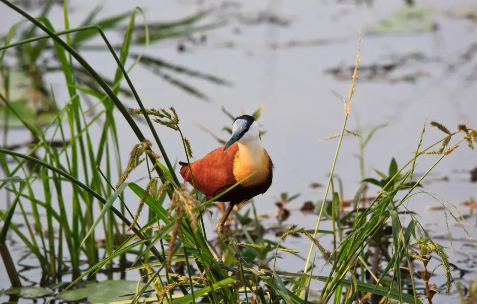 Südafrika_KrugerNP_0712.jpg