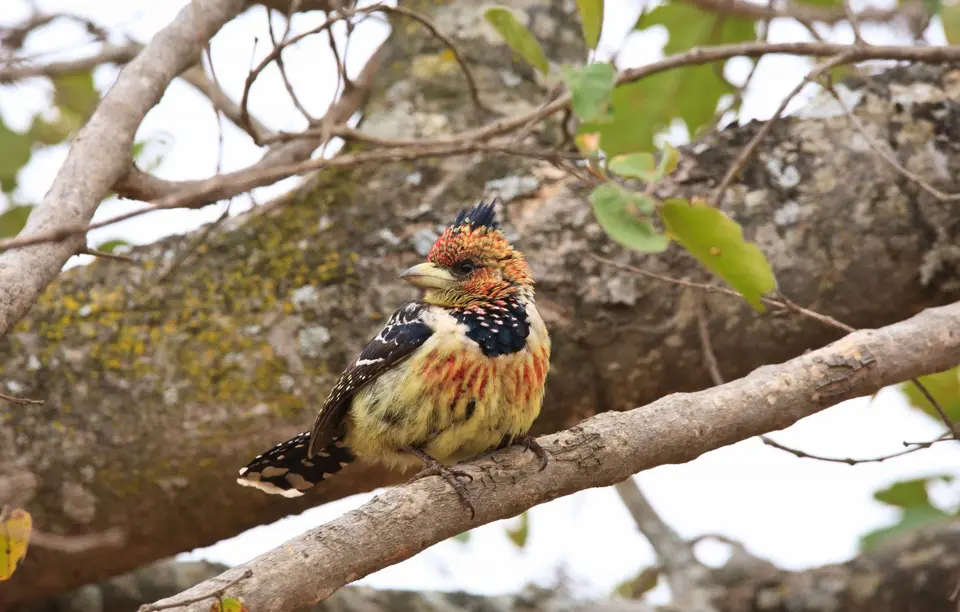 Südafrika_KrugerNP_0765.jpg