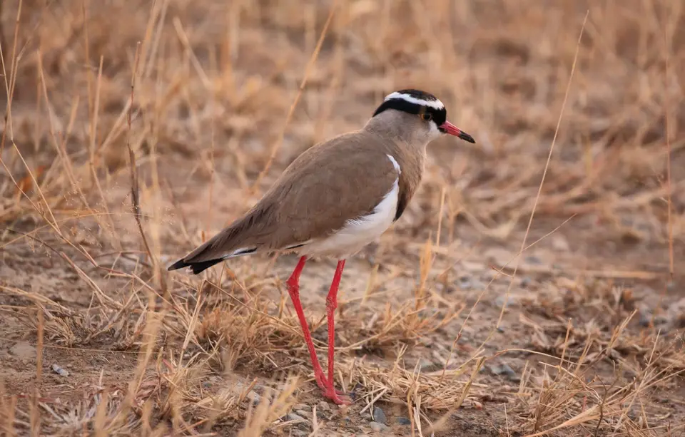 Südafrika_KrugerNP_0777.jpg