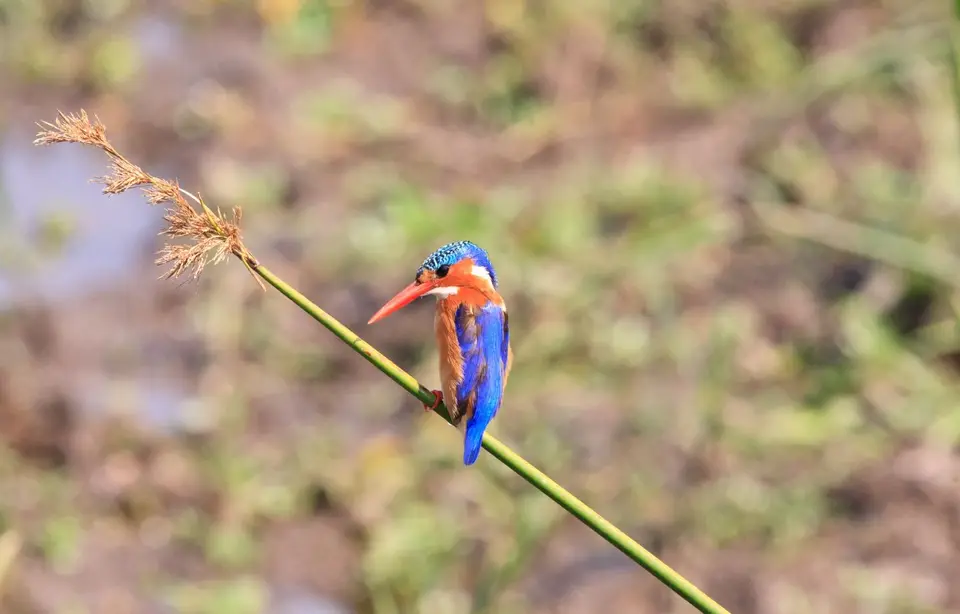Südafrika_KrugerNP_0787.jpg