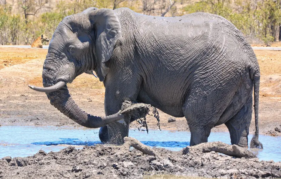 Südafrika_KrugerNP_079.jpg
