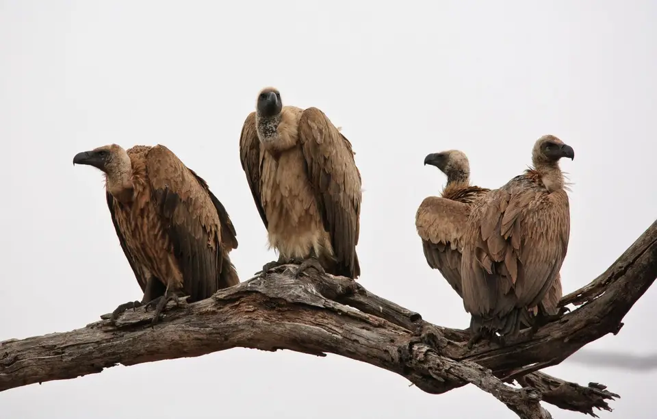 Südafrika_KrugerNP_0861.jpg