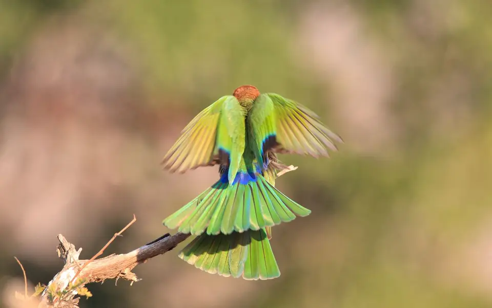 Südafrika_KrugerNP_0867.jpg