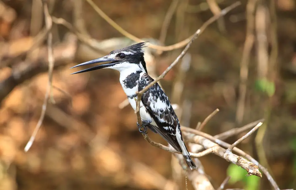 Südafrika_KrugerNP_0925.jpg