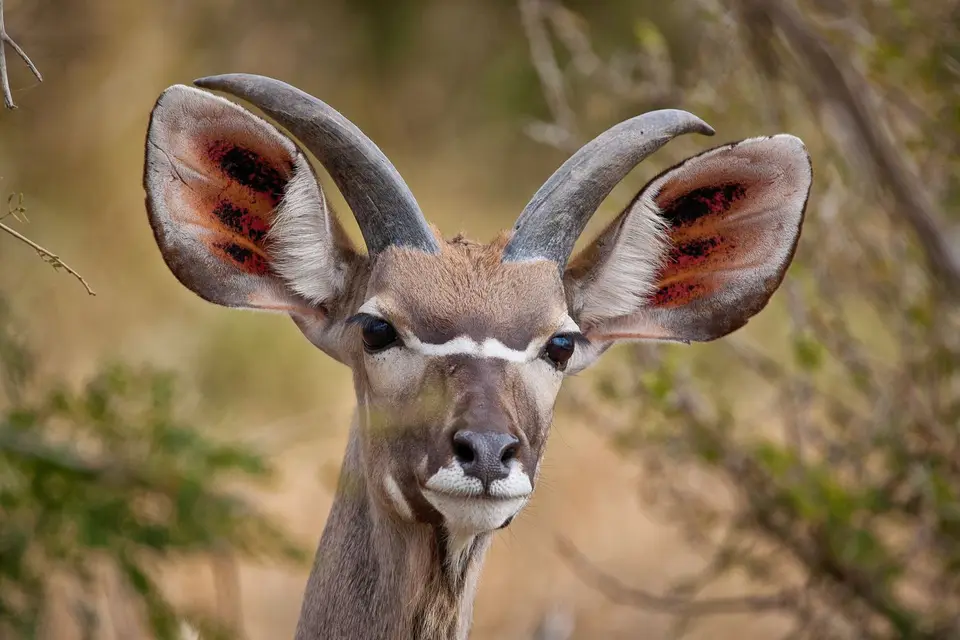 Südafrika_KrugerNP_0956.jpg