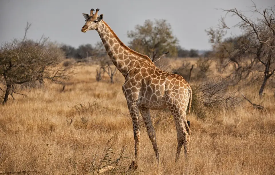 Südafrika_KrugerNP_0959.jpg