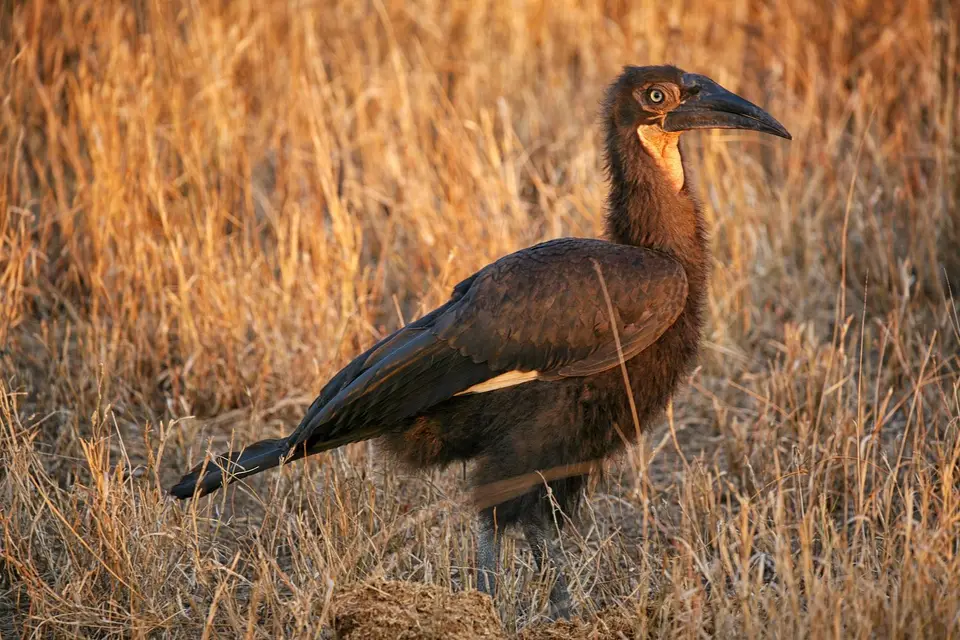 Südafrika_KrugerNP_0977.jpg