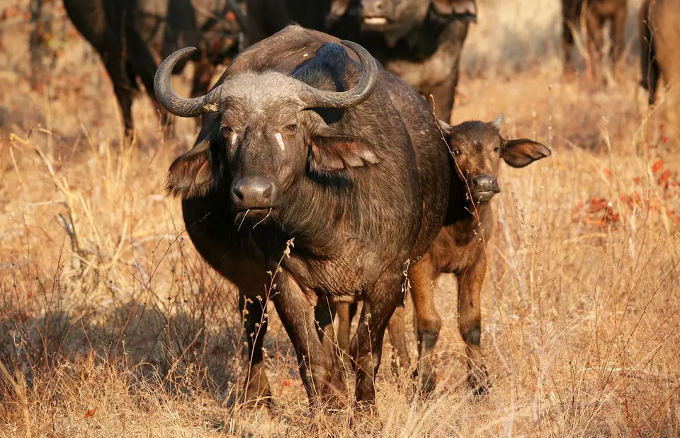 Südafrika_KrugerNP_0983.jpg