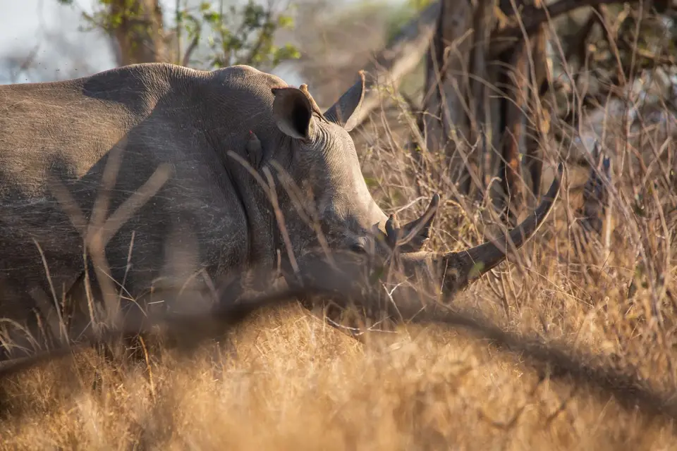 Südafrika_KrugerNP_0999.jpg