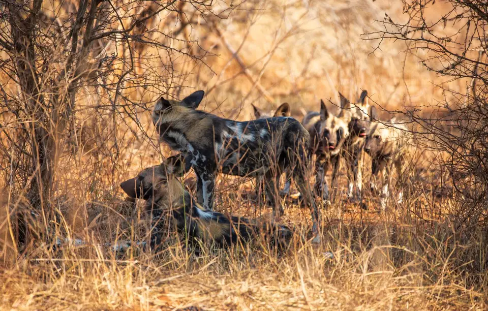 Südafrika_KrugerNP_1000.jpg