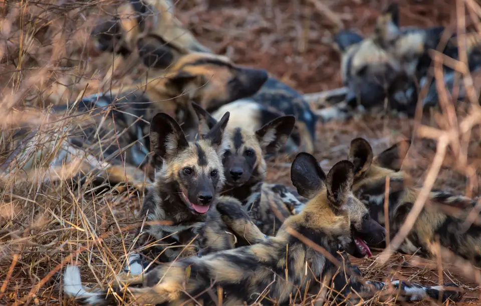 Südafrika_KrugerNP_1002.jpg