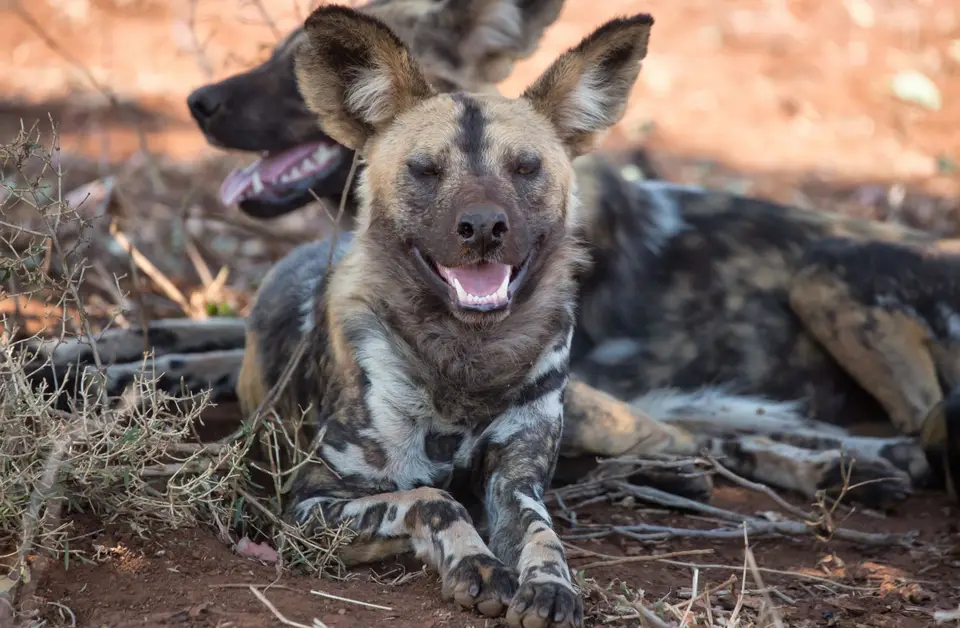 Südafrika_KrugerNP_1008.jpg