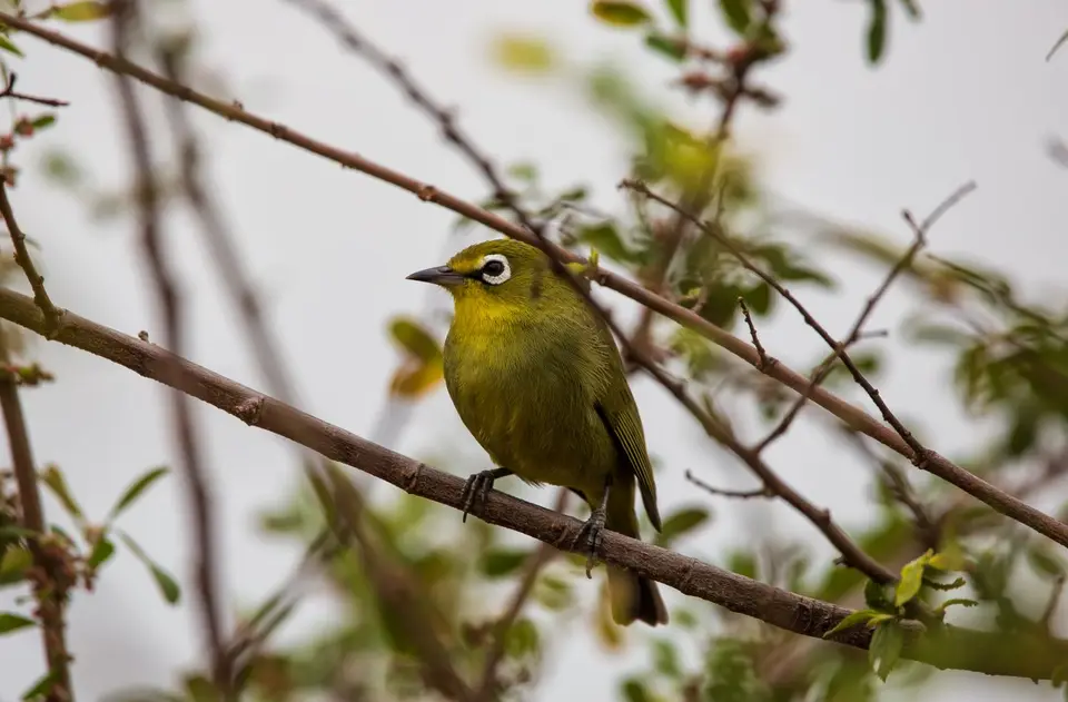 Südafrika_KrugerNP_1011.jpg