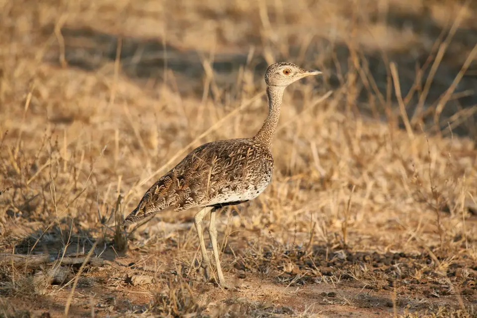 Südafrika_KrugerNP_1025.jpg