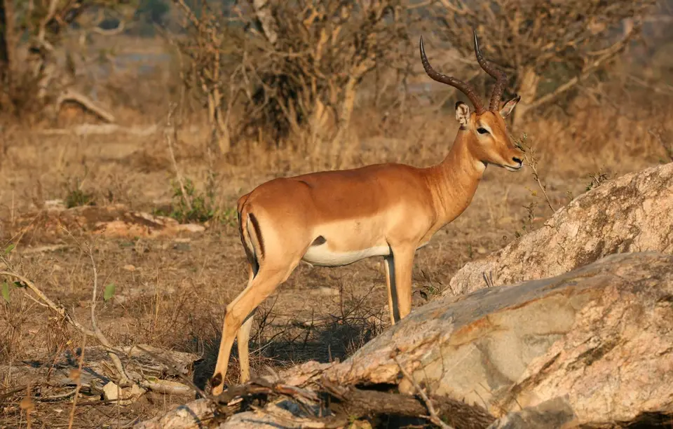 Südafrika_KrugerNP_1029.jpg