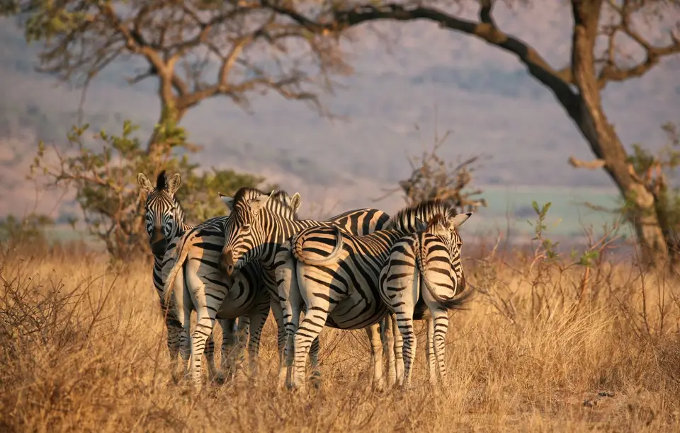 Südafrika_KrugerNP_1035.jpg
