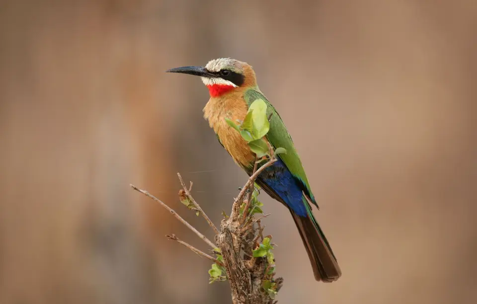 Südafrika_KrugerNP_1037.jpg