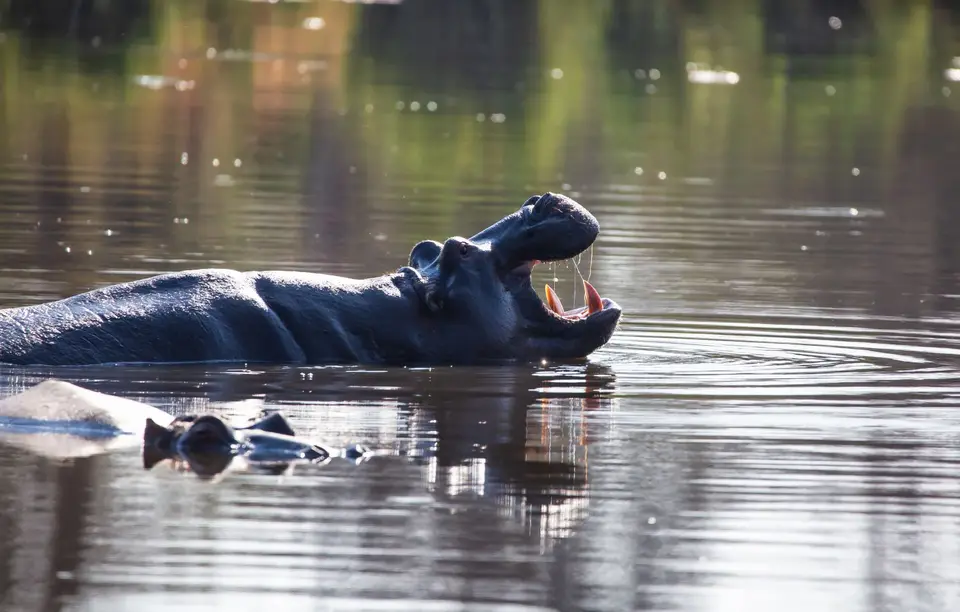 Südafrika_KrugerNP_1041.jpg